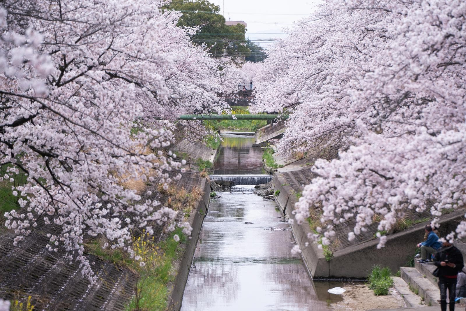 Cherry trees in full bloom arching over both banks of a small river